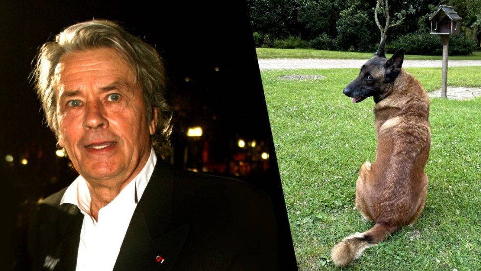 Ultima dorință a lui Alain Delon neîndeplinită. Familia refuză să eutanasieze câinele cu care actorul dorea să fie înmormântat