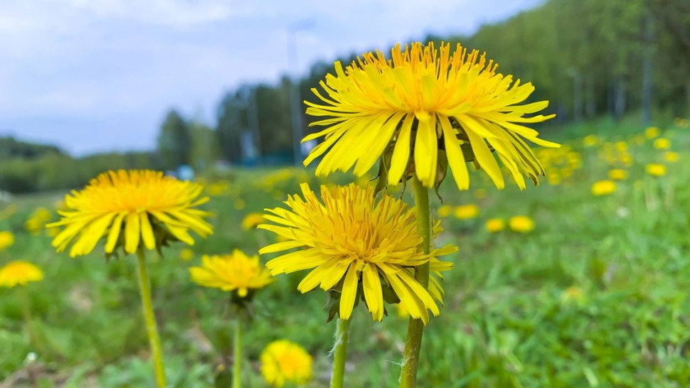 Florile comestibile la mare căutare. Care sunt acestea de fapt