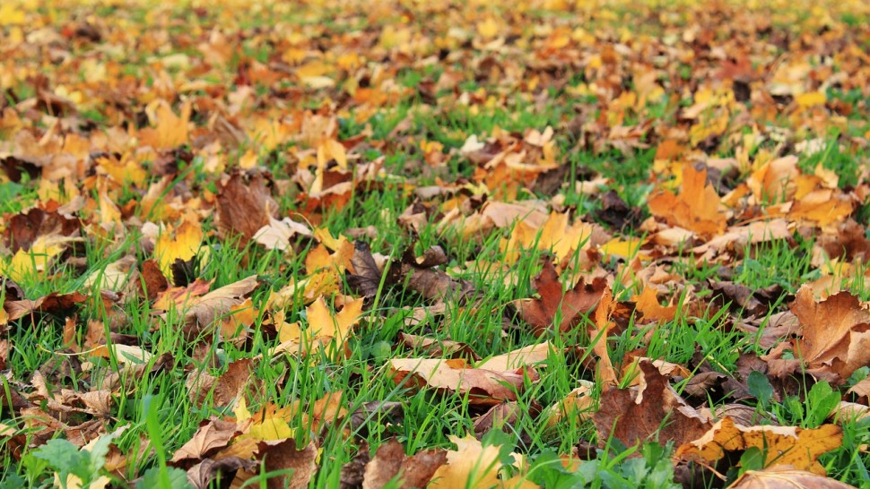Prognoza meteo ANM pentru luna octombrie. Cum va fi toamna în România
