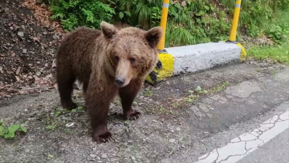 Cioban atacat și rănit de urs. A fost recuperat de pe munte şi transportat la spital