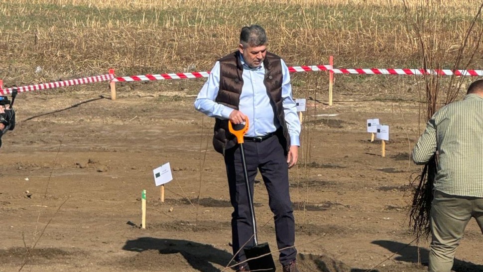 Ciolacu și Grindeanu la plantat de copaci în perdeaua forestiera a Centurii Capitalei de pe Autostrada A0 | EXCLUSIV FOTO