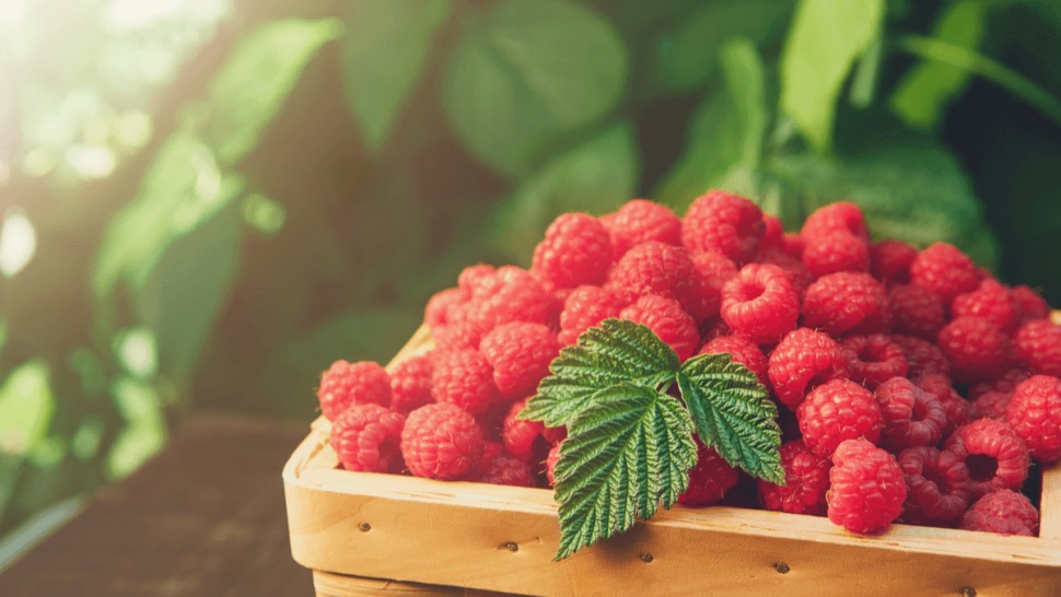 Beneficiile zmeurei pentru sănătate. Ajută la întărirea sistemului imunitar