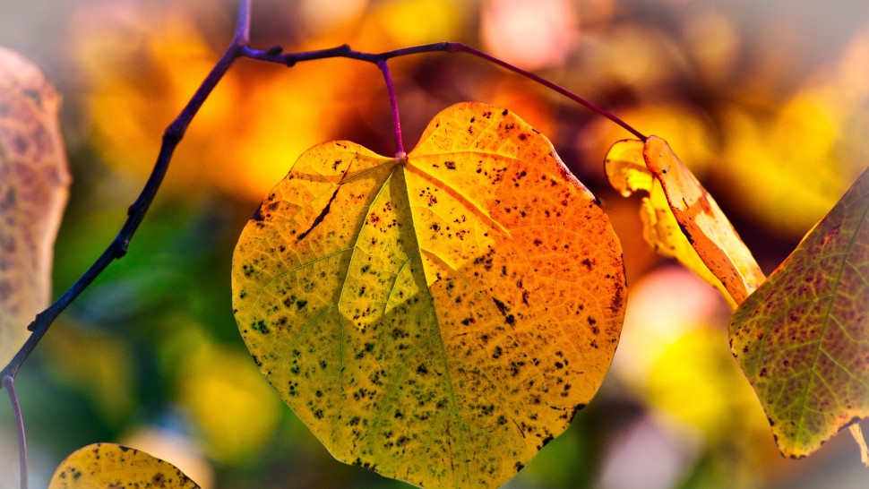 Prognoza meteo pentru luna septembrie Temperaturi peste cele obișnuite în prima jumătate a lunii