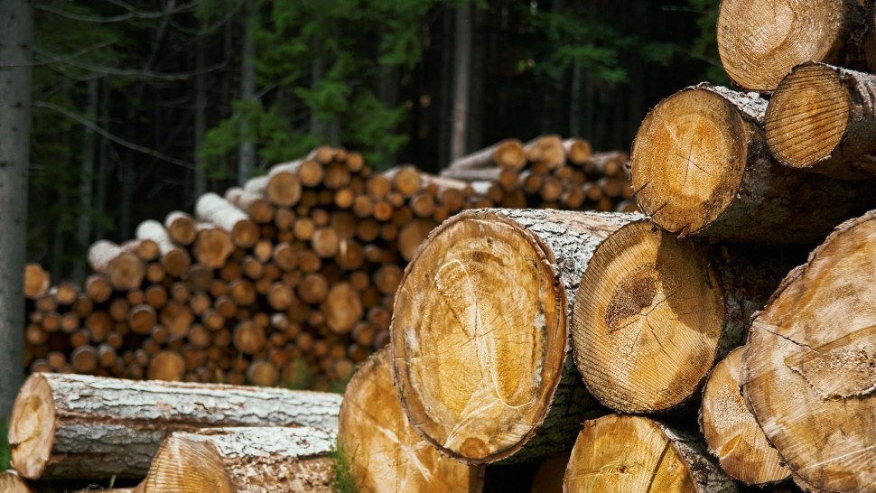Se anunță o iarnă de coșmar pentru românii care folosesc lemne pentru încălzire. Prețuri record confirmate