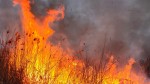 Incendiu puternic în Delta Dunării. Arde vegetația din apropierea orașului Sulina. Pompierii intervin de urgență