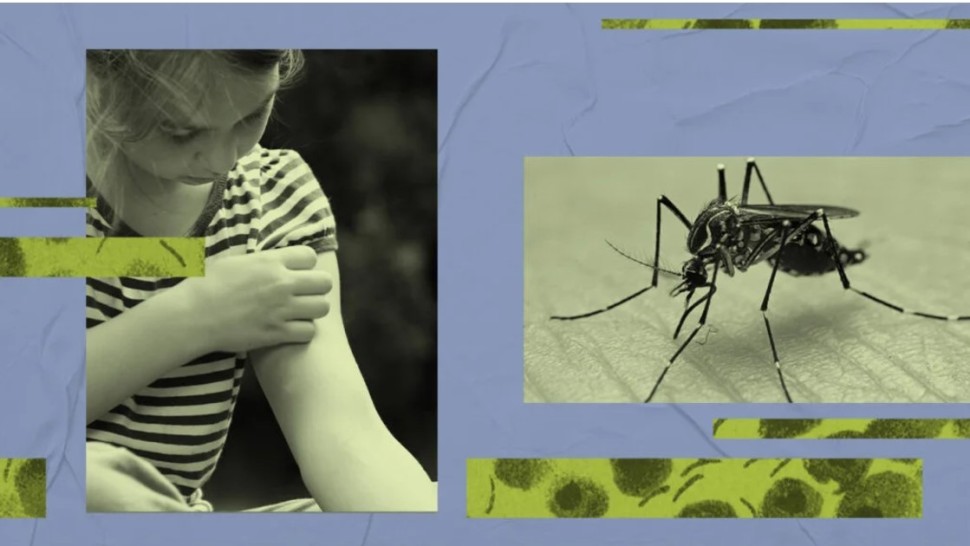 O nouă epidemie amenință lumea. Ce e virusul dengue