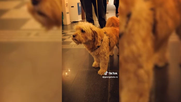 George Tuță rupe la propriu interdicția lui Clotilde Armand! Primăria S1 a devenit pet-friendly. „Sunt un iubitor al animalelor