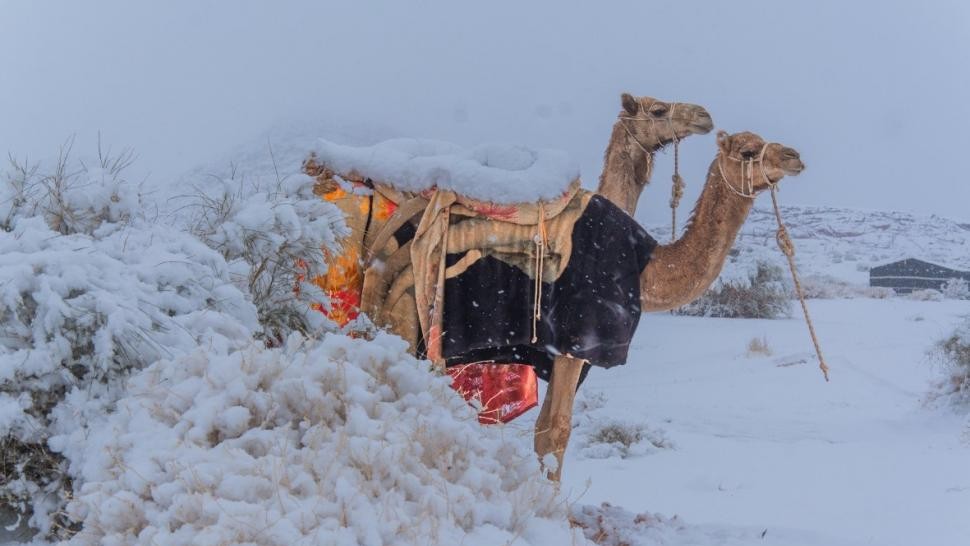 Într-un deșert din Arabia Saudită a nins pentru prima dată. Cămilele sunt bulversate