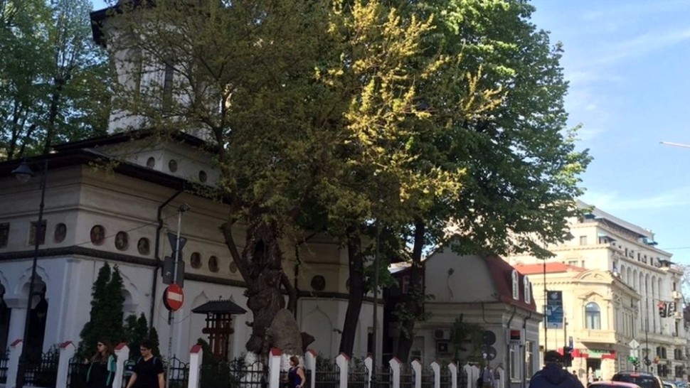 Dudul din Batiștei. Cel mai bătrân copac din București are peste 300 de ani