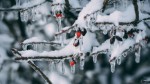 Meteo 26 decembrie. Se schimbă complet vremea. Prognoza ANM actualizată în a doua zi de Crăciun