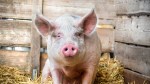 Prima taxă din lume care se va aplica pentru emisiile poluante ale animalelor de fermă. Țara care o instituie