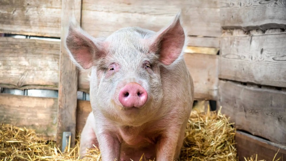 Prima taxă din lume care se va aplica pentru emisiile poluante ale animalelor de fermă. Țara care o instituie