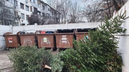 Unde pot scăpa bucureștenii de brazii de Crăciun. Colectarea este gratuită dar sectoarele au reguli diferite