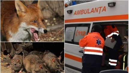 Alertă în rândul medicilor. Bucureșteni mușcați de vulpi și șobolani