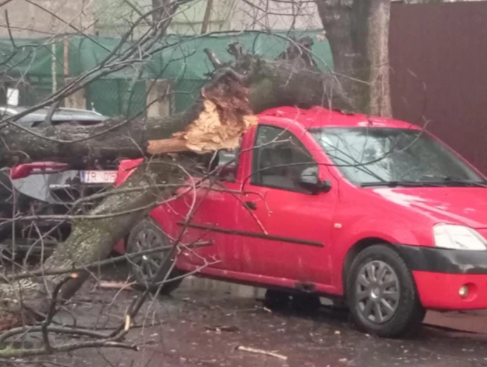 Zeci de copaci au căzut în București din cauza furtunii. Mai multe mașini au fost avariate