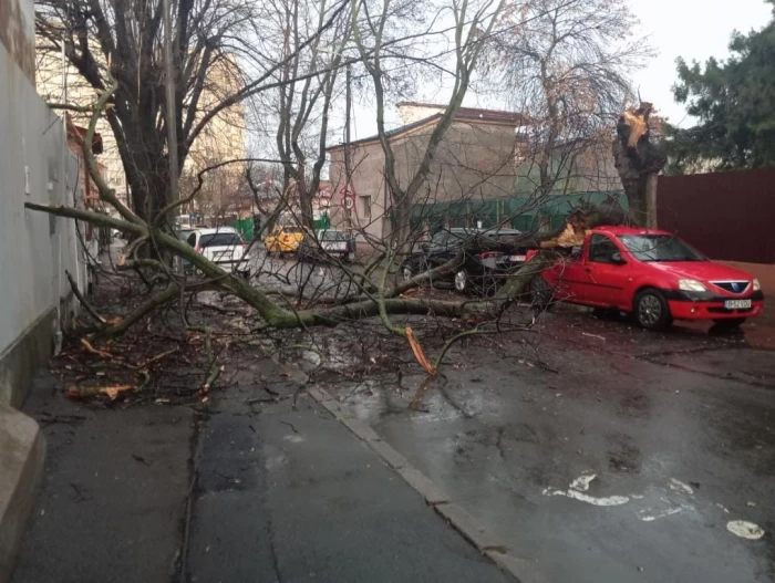 Zeci de copaci au căzut în București din cauza furtunii. Mai multe mașini au fost avariate