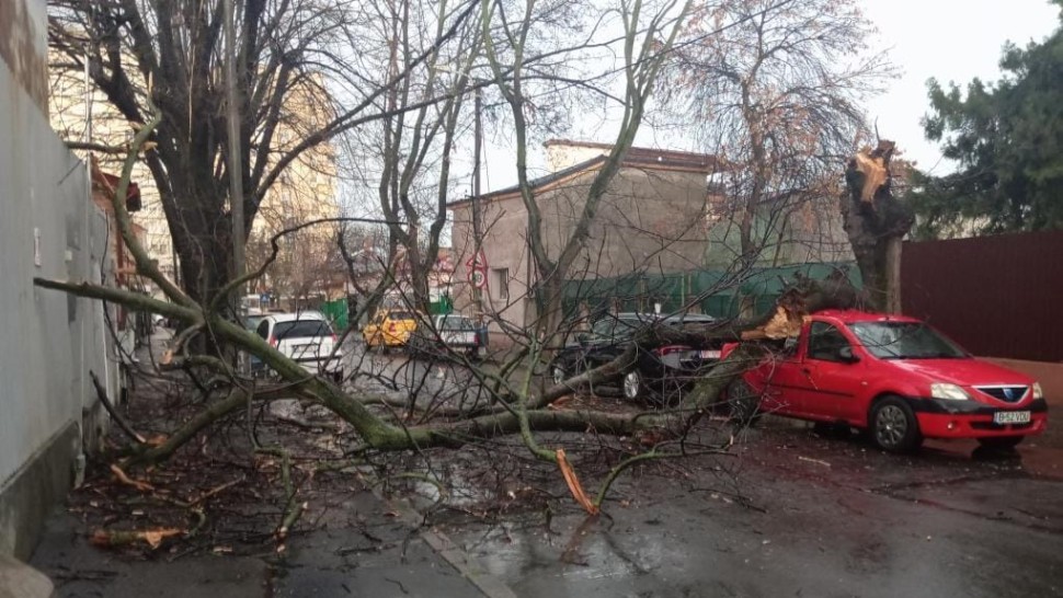 Zeci de copaci au căzut în București din cauza furtunii. Mai multe mașini au fost avariate