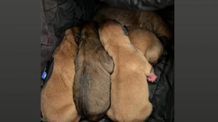 Amendă uriașă pentru un bărbat care a abandonat cinci pui de câine pe marginea drumului în Ilfov