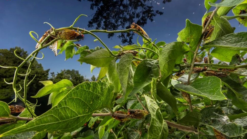 Insecte misterioase în București Cât de periculoase pot deveni