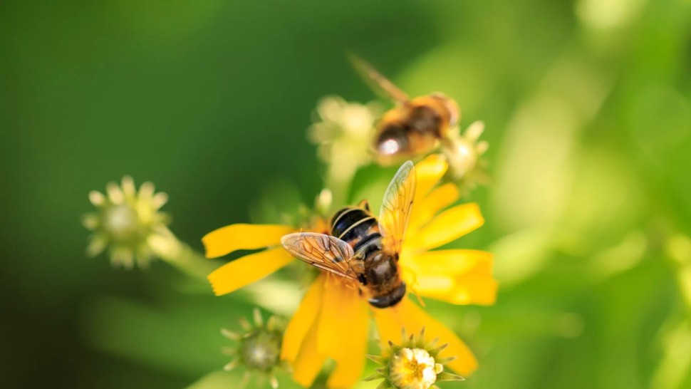 Care este diferența dintre albină și viespe. Află prin ce se deosebesc