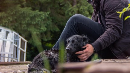 Amenzi de până la 10.000 de lei pentru stăpânii de câini. Obligatoriu pentru animale