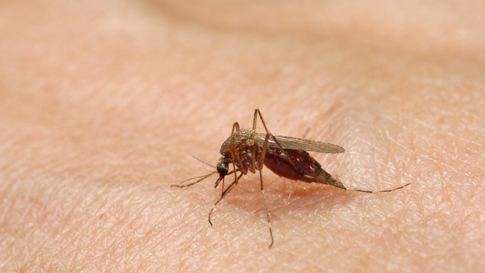 Ciupituri de insecte. Ce trebuie să faci