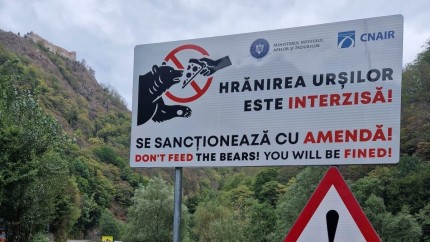 Gata cu hrănirea urșilor Controale dure și amenzi mai mari pe drumuri