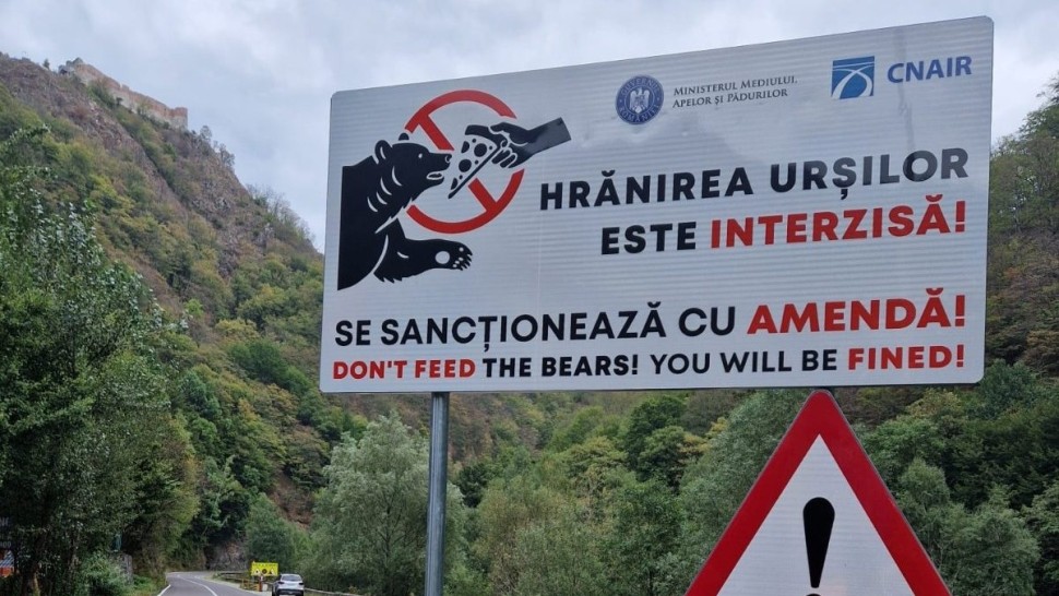 Cei trei pui ai ursoaicei care a ucis un motociclist italian pe Transfăgărăşan vor fi duşi în Centrul de reabilitare pentru urşi de la Zărneşti