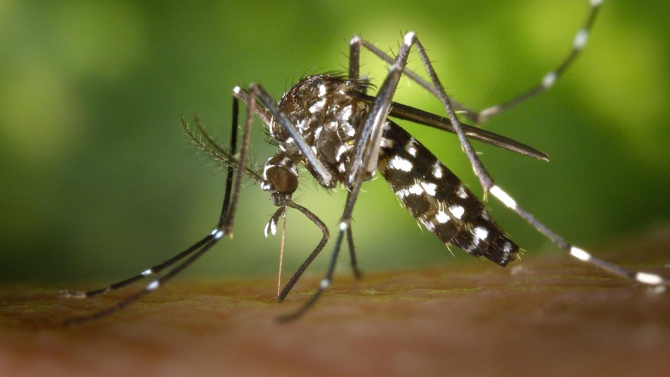 Pericol în Europa din cauza țânțarilor. OMS avertizează asupra riscului unui epidemii grave