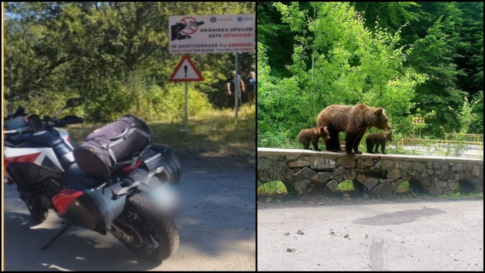 Tragedie pe Transfăgărășan Un motociclist a fost omorât de urs pe traseu după ce a fost târât 60 de metri într-o râpă