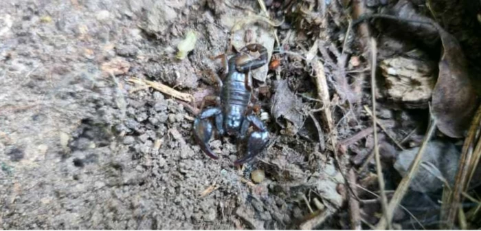 Scorpioni carpatiniFoto: Agerpres