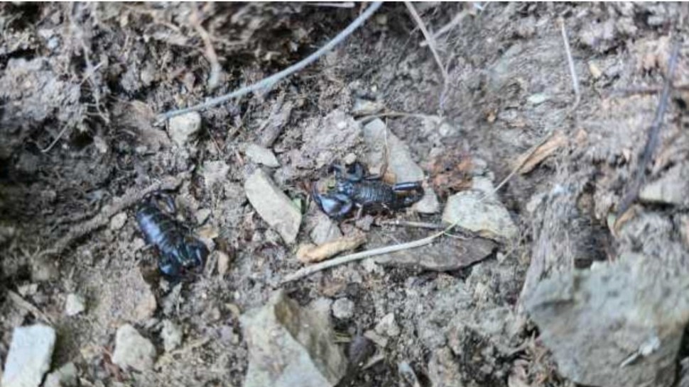 Zeci de scorpioni au invadat o comună din România. Temperaturile ridicate favorizează apariția acestora | VIDEO