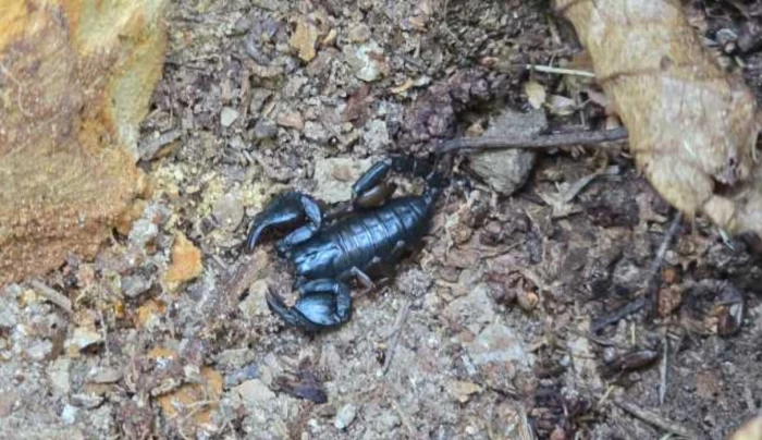 Scorpioni carpatiniFoto: Agerpres