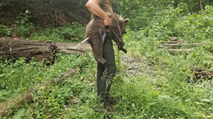 A fost prins unul dintre ursuleții orfani de pe Transfăgărășan: Este extrem de slăbit, flămând și speriat. Ceilalți doi sunt căutați în continuare