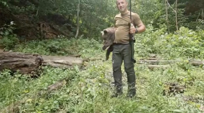 A fost prins unul dintre ursuleții orfani de pe Transfăgărășan: Este extrem de slăbit, flămând și speriat. Ceilalți doi sunt căutați în continuare