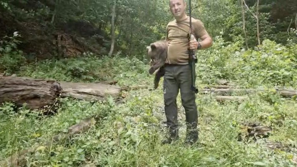 A fost prins unul dintre ursuleții orfani de pe Transfăgărășan Este extrem de slăbit flămând și speriat. Ceilalți doi sunt căutați în continuare