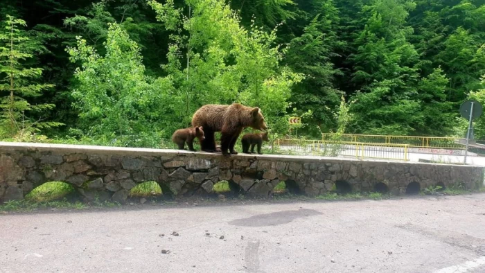 Tragedie Transfăgărășan