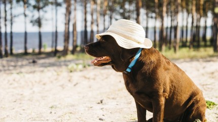 Trucuri pentru a proteja animalele de companie vara. Ce să faci pentru binele lor