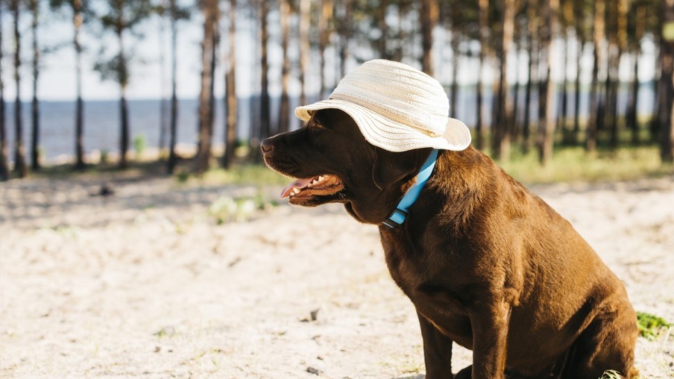 Trucuri pentru a proteja animalele de companie vara. Ce să faci pentru binele lor