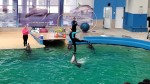 EXCLUSIV Aglomerație la Delfinariul din Constanța. Părinții și cei mici se bucură de ultima zi de vacanță GALERIE FOTO și VIDEO