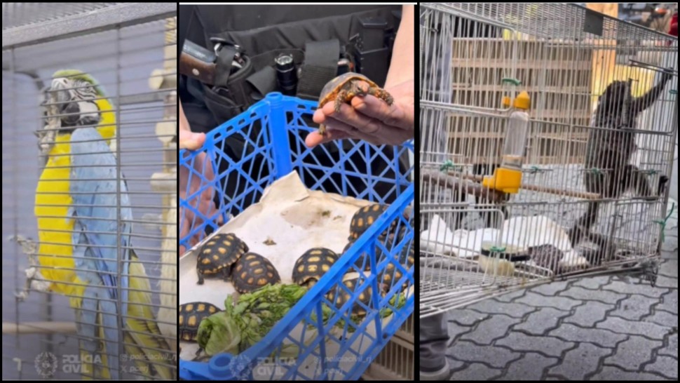 Sute de animale salvate și zeci de persoane arestate în cea mai mare operațiune împotriva traficanților de animale sălbatice din Brazilia
