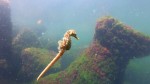 Căluții de mare crabii și creveții revin în Marea Neagră. Câmpia subacvatică începe să dea roade