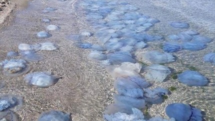 Meduzele albastre au pus stăpânire pe litoralul românesc. Cum explică cercetătorii