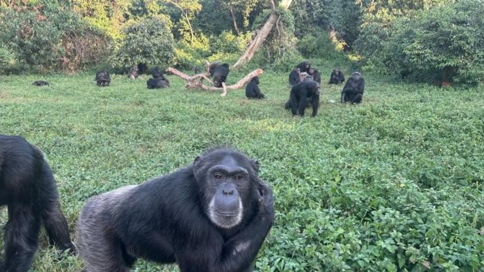 Descoperire uimitoare despre cimpanzei. Ce au în comun cu rațiunea oamenilor