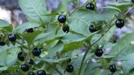 Copii în stare gravă după ce s-au intoxicat cu mătrăgună. Atenție planta poate provoca moartea