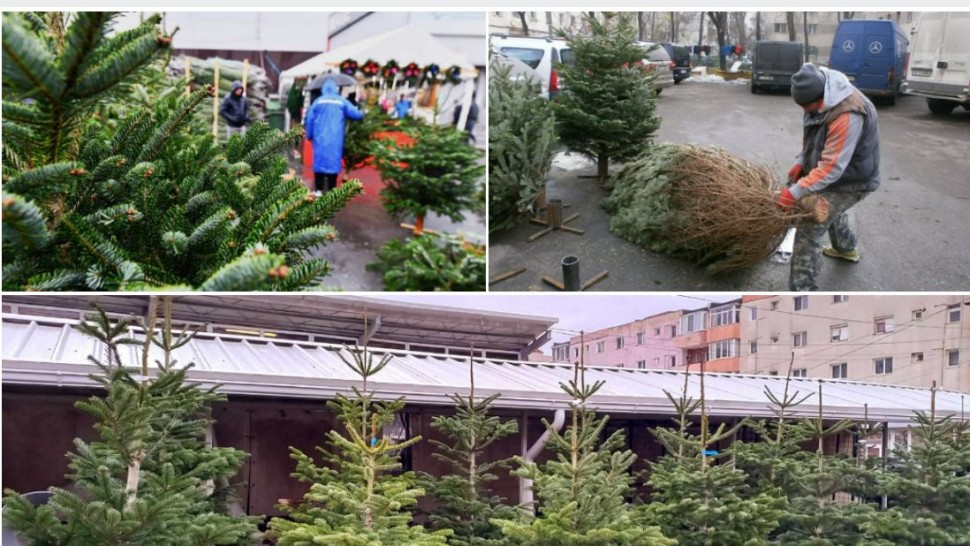 Au apărut primii brazi naturali. Cât costă și cum se recomandă împodobirea lor în iarna 2025