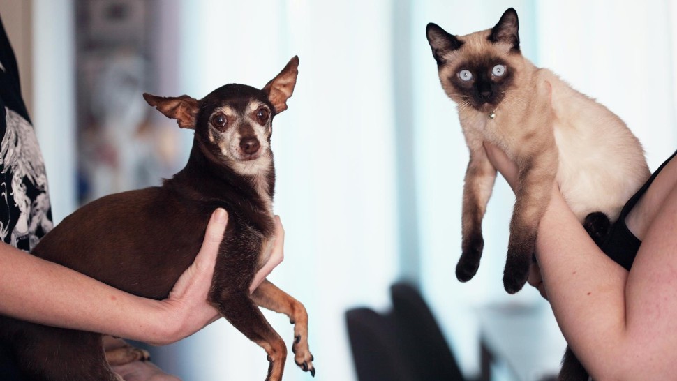 Reguli noi pentru stăpânii de câini și pisici. Uniunea Europeană a adoptat legea