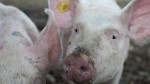 Pesta porcină afectează fermele din România. DSVSA a început uciderea animalelor bolnave