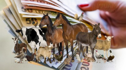 Se dau bani pentru românii care vor să crească animale. Ministerul Agriculturii anunță lansarea programului în 2026