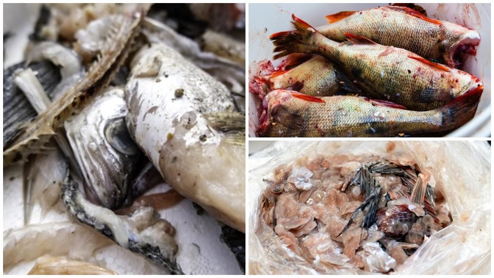 Alertă alimentară. Sute de kilograme de pește detectat cu larve de Anisakis spp. retrase de la vânzare